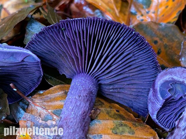Dunkelvioletter Schleierling, Cortinarius violaceus