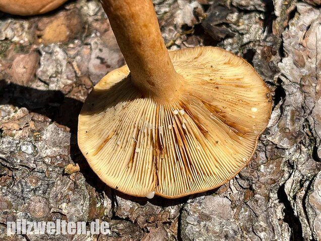 Eichenmilchling, Lactarius quietus