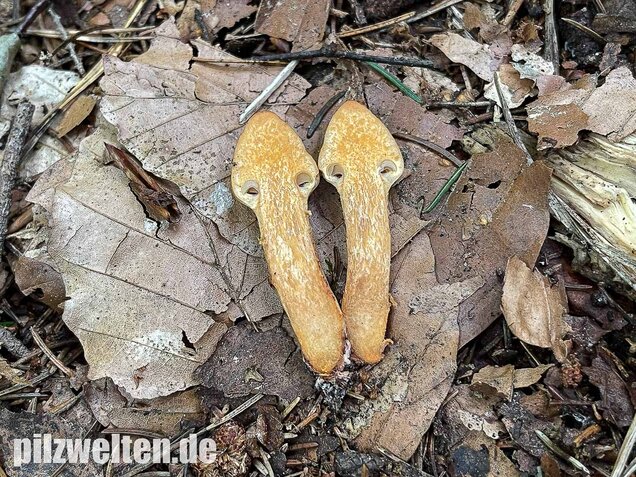 Filziger Gelbfuß, Chroogomphus helveticus