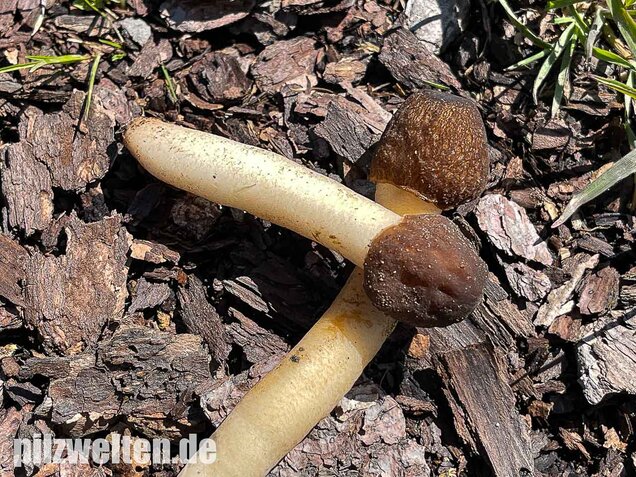 Fingerhutverpel, Verpa conica