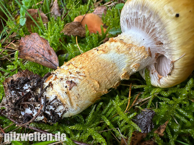 Gelbgestiefelter Schleimkopf, Phlegmacium triumphans