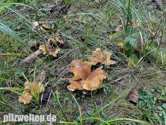 Gelbgrüner Kammporling, Laeticutis cristata