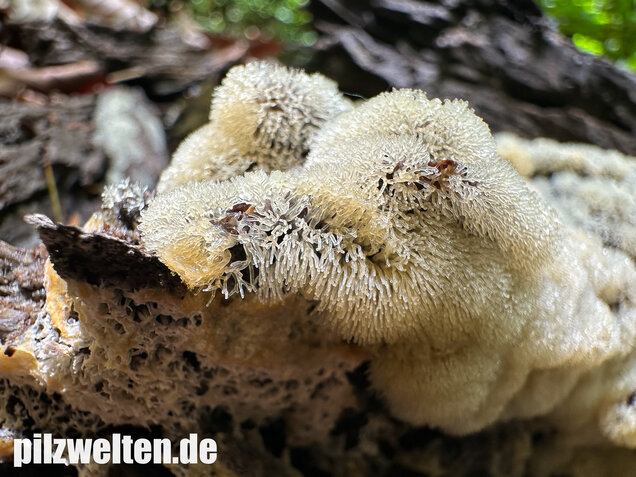 Geweihförmiger Schleimpilz, Ceratiomyxa fruticulosa