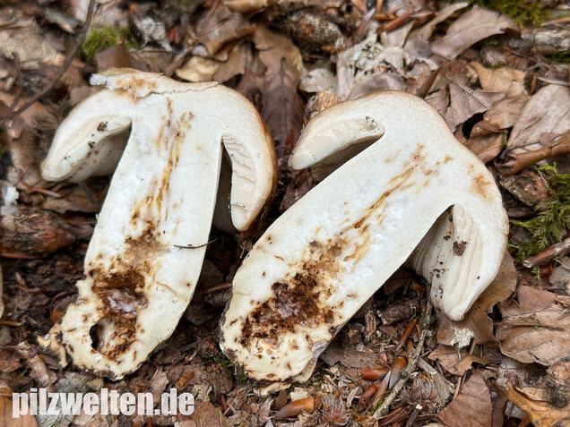 Gilbender Stinktäubling, Russula subfoetens