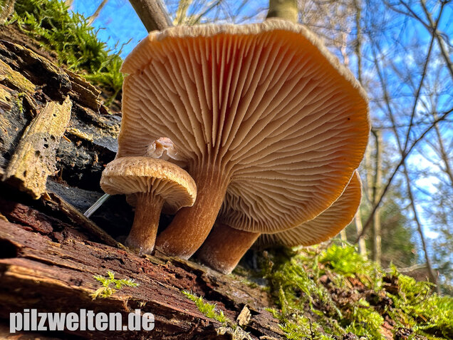 Harziger Sägeblättling, Neolentinus adhaerens