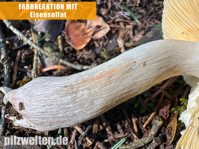 Hohlstieltäubling, Weißtannentäubling, Russula cavipes
