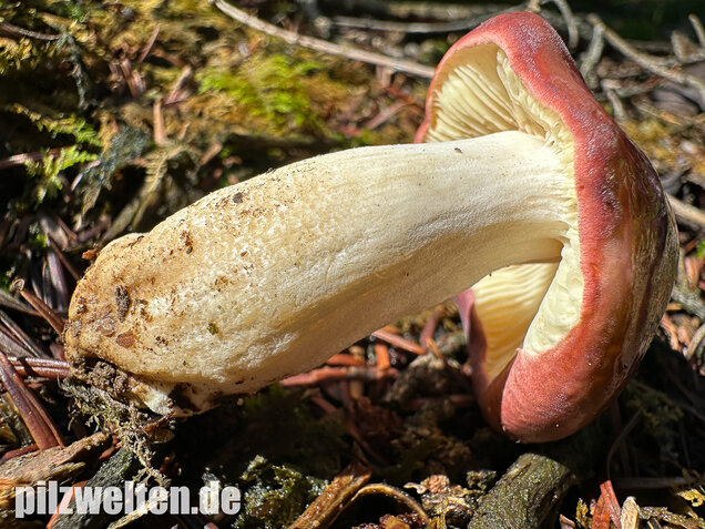 Hohlstieltäubling, Weißtannentäubling, Russula cavipes