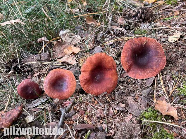 Kampfermilchling, Lactarius camphoratus