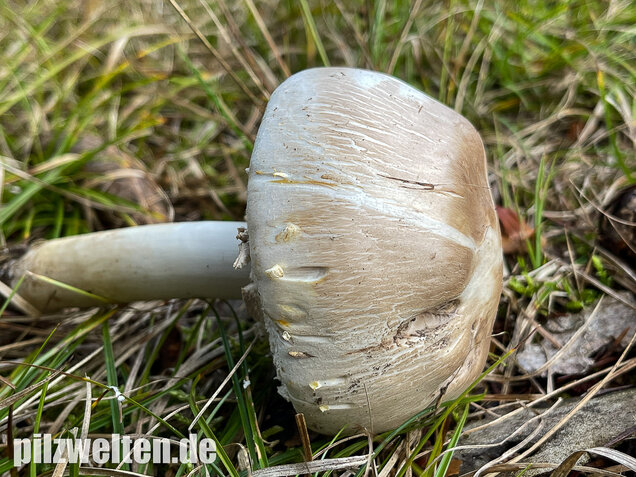 Karbolchampignon, Agaricus xanthodermus