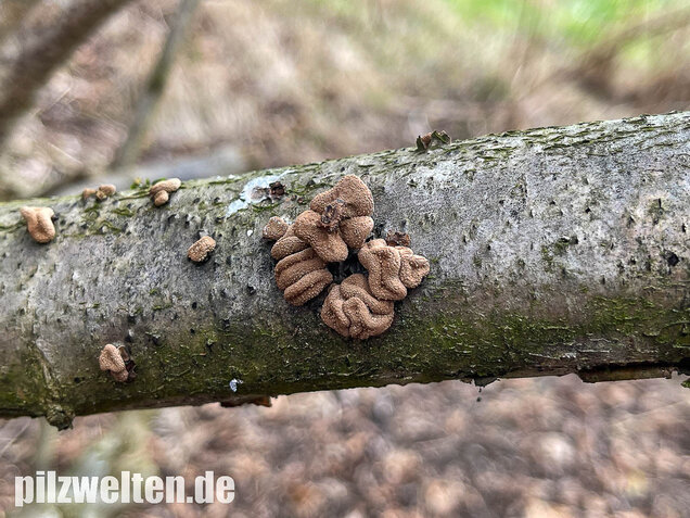 Hasel-Kleiebecherling, Haselbecherling, Encoelia furfuracea