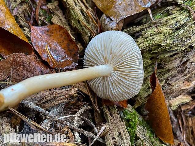 Lästiger Ritterling, Tricholoma inamoenum