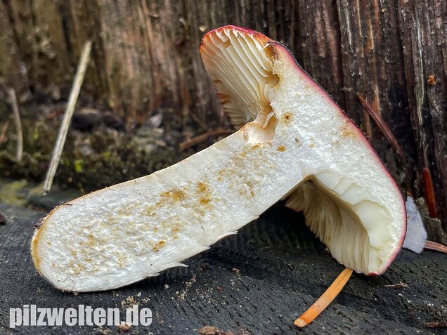 Lederstieltäubling, Russula viscida