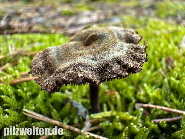 Ohrlöffelstacheling, Auriscalpium vulgare