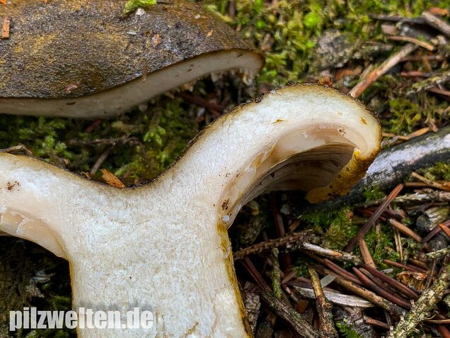 Olivbrauner Milchling, Lactarius turpis