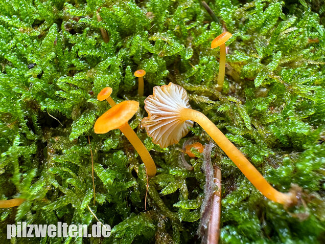 Orangeroter Heftelnabeling, Gelber Moosnabeling, Rickenella fibula