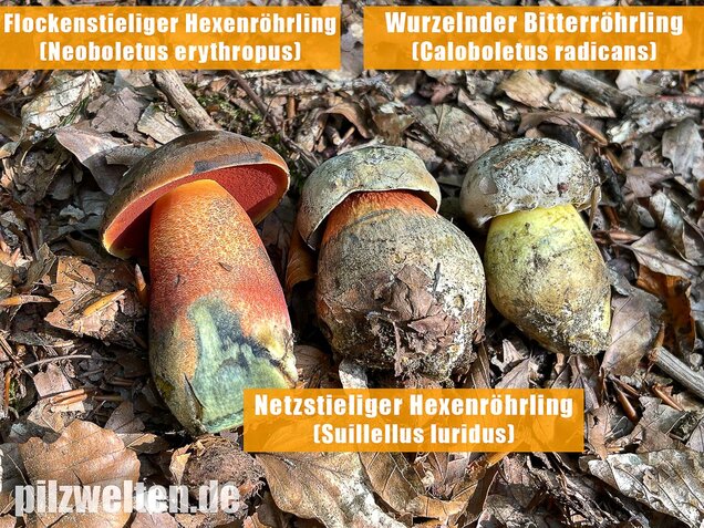 Wurzelnder Bitterröhrling, Caloboletus radicans