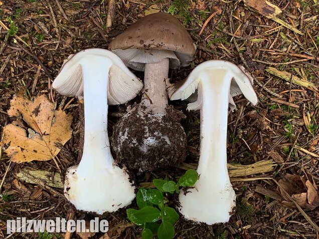 Porphyrbrauner Wulstling, Amanita porphyria