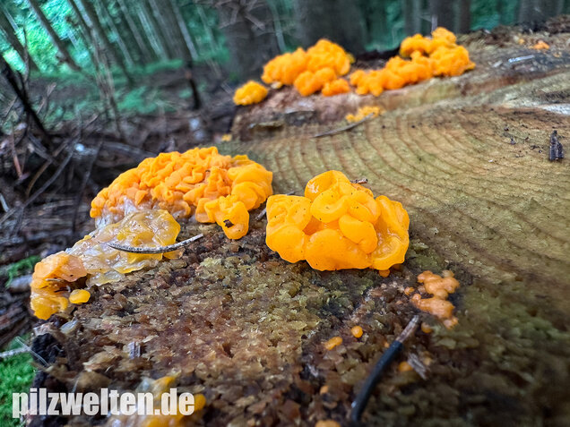 Riesengallertträne, Dacrymyces chrysospermus