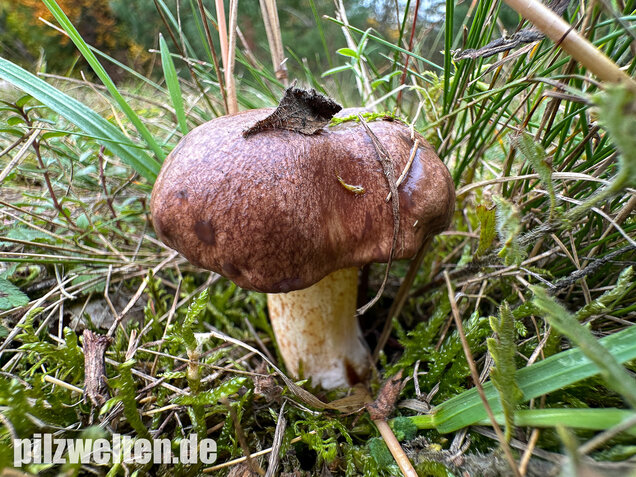 Ringloser Butterpilz, Suillus collinitus