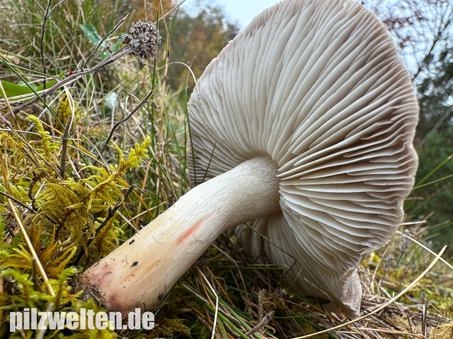 Rötender Erdritterling, Tricholoma orirubens
