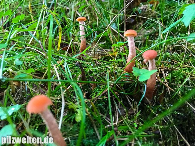 Rötlicher Lacktrichterling, Laccaria laccata