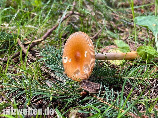 Rotbrauner Scheidenstreifling, Amanita fulva