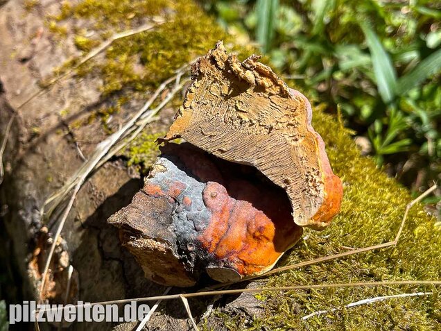 Rotrandiger Baumschwamm, Fomitopsis pinicola