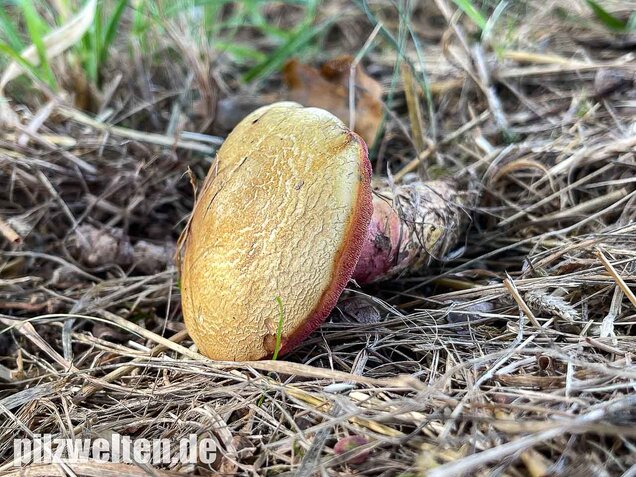 Rubinroter Zwergröhrling, Chalciporus rubinus