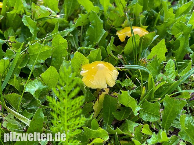 Safrangelber Saftling, Hygrocybe acutoconica