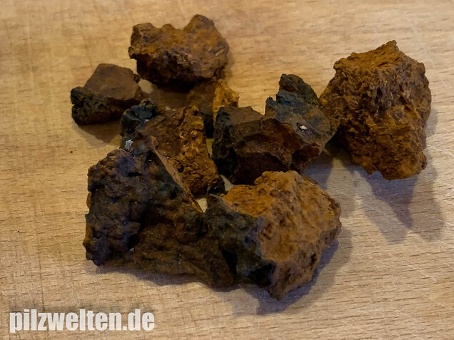 Schiefer Schillerporling, Chaga, Inonotus obliquus