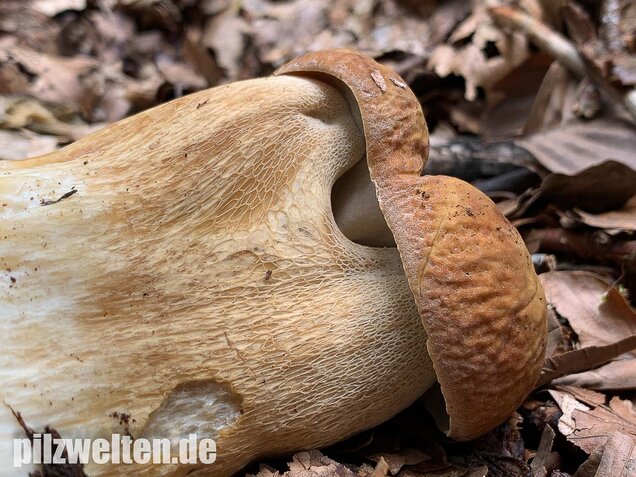 Sommersteinpilz, Boletus aestivalis