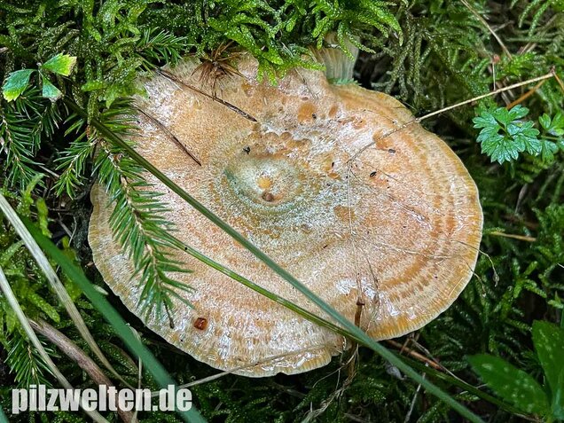 Spangrüner Kiefernreizker, Lactarius semisanguifluus
