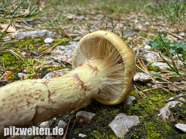Stinkender Schleimkopf, Gelber Schleimkopf, Phlegmacium mussivum