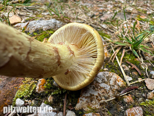 Stinkender Schleimkopf, Gelber Schleimkopf, Phlegmacium mussivum