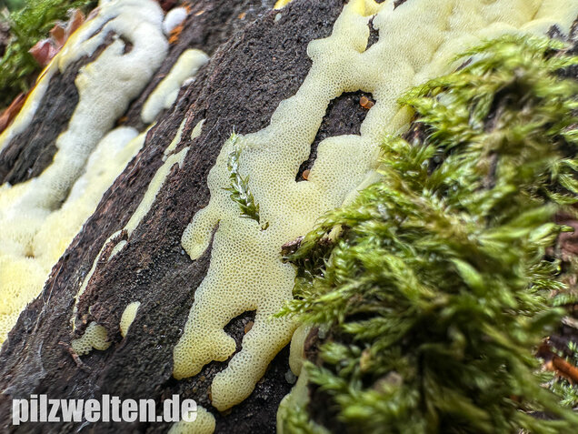 Weißgelbes Netzpolster, Ceratiomyxa porioides