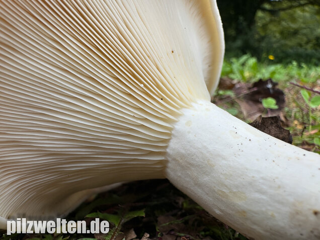 Blasser Zonenmilchling, Scharfer Pappelmilchling, Lactarius evosmus