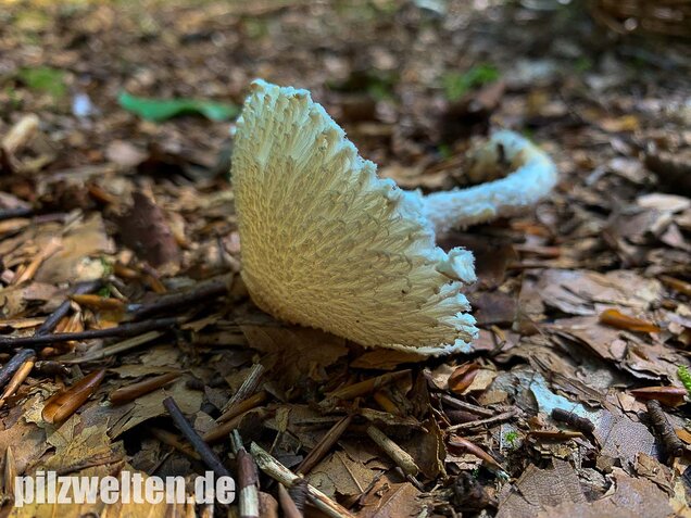 Wolliggestiefelter Schirmling, Lepiota clypeolaria