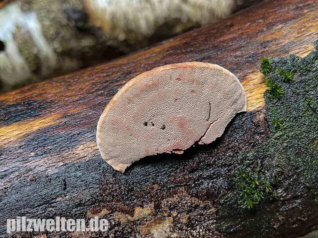 Zimtfarbener Weichporling, Hapalopilus rutilans
