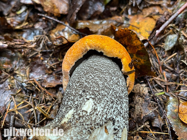 Birkenrotkappe, Leccinum versipelle