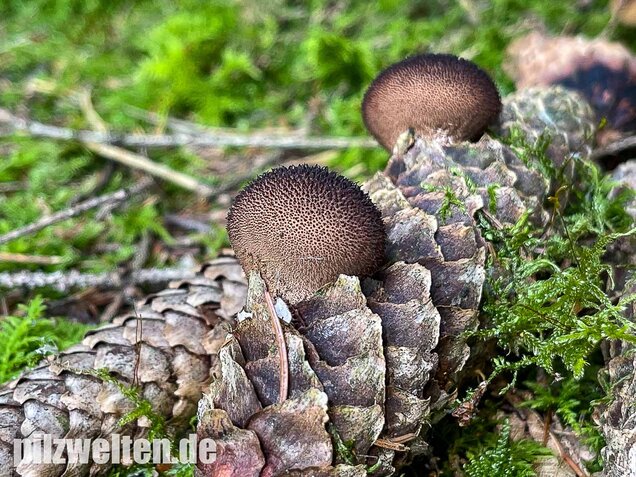 Brauner Stäubling, Lycoperdon umbrinum