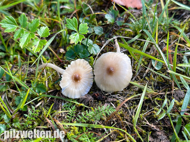 Dunkelscheibiger Ellerling, Hygrocybe virginea var. fuscescens