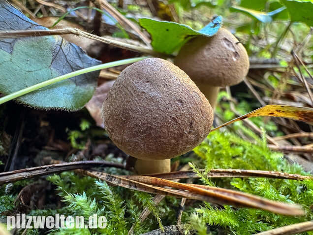 Braunschuppiger Ritterling, Feinschuppiger Ritterling, Tricholoma imbricatum