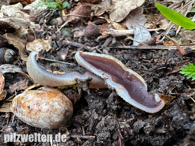 Braunvioletter Brandstellenbecherling, Violetter Becherling, Geoscypha violacea