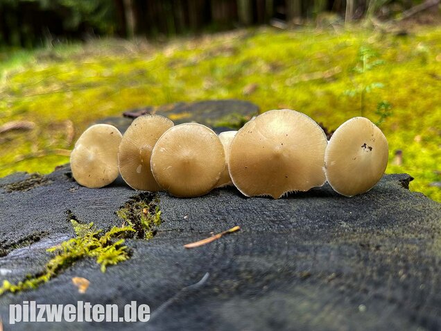 Buchenwald-Wasserfuß, Hydropus subalpinus