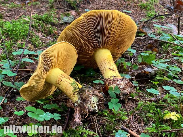 Dottergelber Klumpfuß, Cortinarius meinhardii