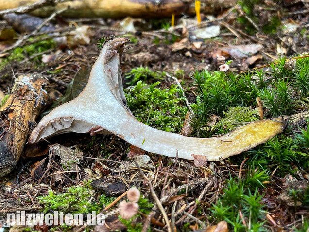 Gefleckter Gelbfuß, Gomphidius maculatus