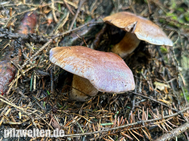 Dunkelfleckender Schleimkopf, Phlegmacium violaceomaculatum
