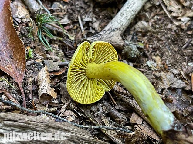 Gemeiner Schwefelritterling, Tricholoma sulphureum