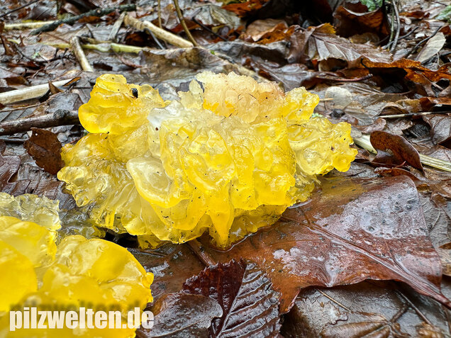 Goldgelber Zitterling, Yellow Brain Fungus, Tremella mesenterica