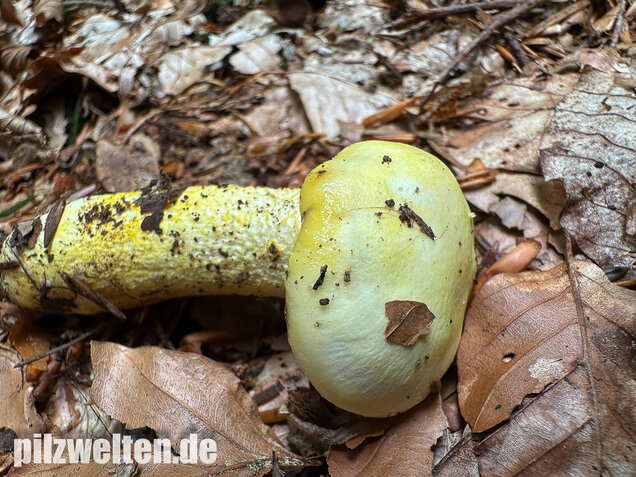 Goldzahn-Schneckling, Hygrophorus chrysodon